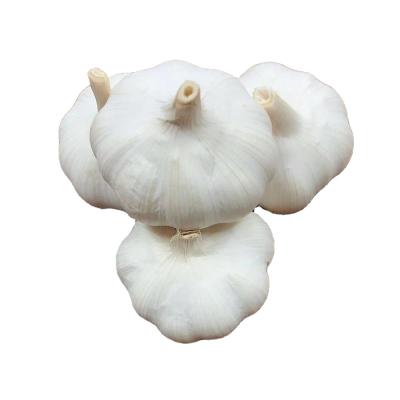 China 2021 china fresh garlic price of new white garlic wholesale fresh cultured/china export garlic/garlic buyers for sale