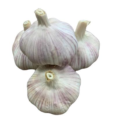 China Shandong Fresh Chino Garlic Garlic / Fresh Natural White Ajo Fresh Garlic for sale