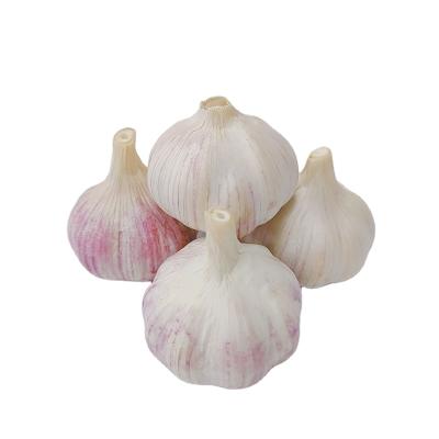 China Fresh Garlic Price Garlic 5.5cm Lower Chinese Packing Garlic Shandong Supplier for sale