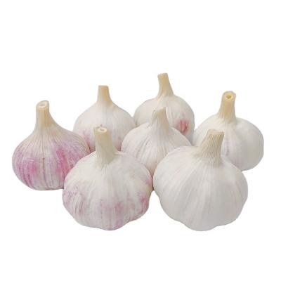 China fresh chinese garlic 3p fresh garlic price in china pure white garlic for sale