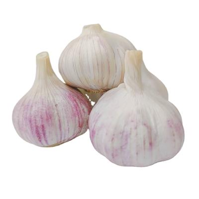 China Bulk Fresh Garlic 5.5cm Global Garlic For Sale Chinese Garlic Price for sale