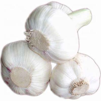 China 2021 wholesale fresh white fresh garlic/fresh pure white garlic/china garlic for sale