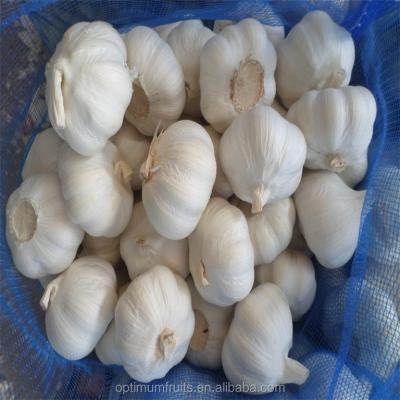 China 2021 indian garlic garlic fresh pure white culture bawang putih garlic for sale