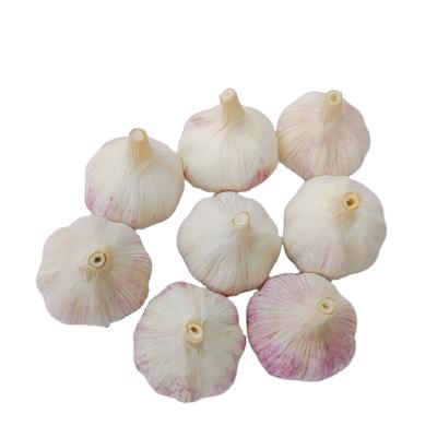 China Wholesale Fresh Bulk Normal White Garlic Garlic Fresh Garlic 5.5cm for sale