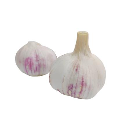 China 2021 Fresh Normal New Corn White Garlic 5.0cm Fresh Garlic for sale