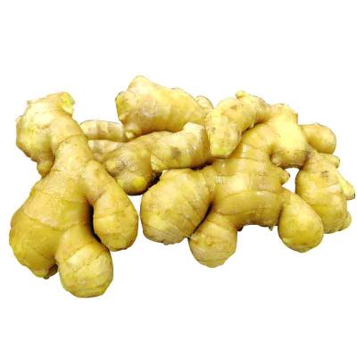 China Fresh Hot Ginger Sales Cheaper Price of Dry Ginger Price for sale