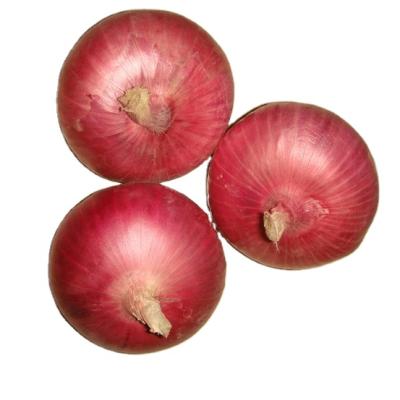 China Lowest price fresh fresh yellow onion and red onion onion market price for sale