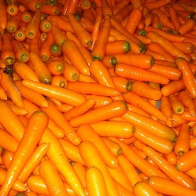 China Chinese red fresh carrot price dried carrot for sale