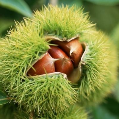 China Fresh chestnut peel/chestnut chestnut fresh chestnut buyers price in China for sale