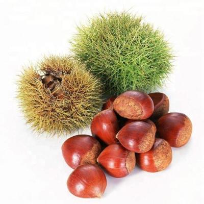 China 2021 Crop Fresh Chestnut Seal / China Very Good Sweet Chestnut for sale