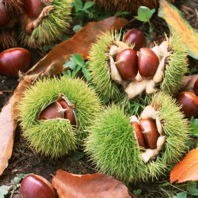 China 2021 crop fresh china export chestnut joint / china sweet chestnut for sale