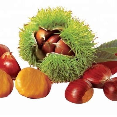 China 2021 fresh crop china export chestnut chestnut fresh for sale