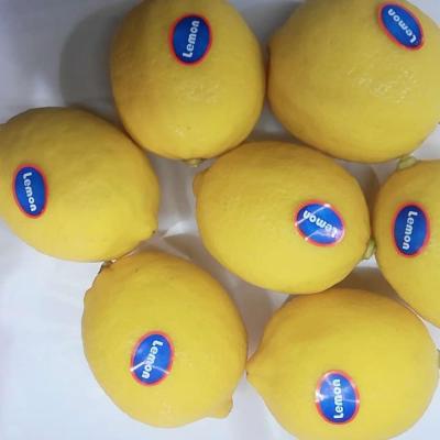 China Fresh Chinese Sichuan anyue lemon for sale from China for sale