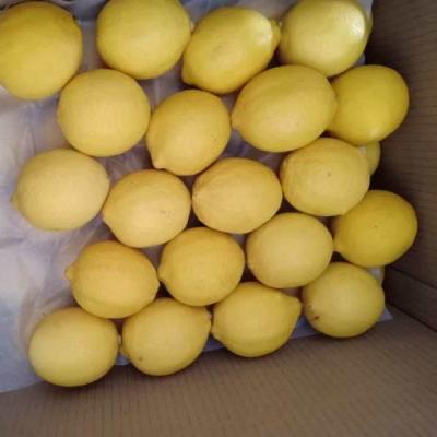 China fresh chinese fresh lemon for export good quality for sale