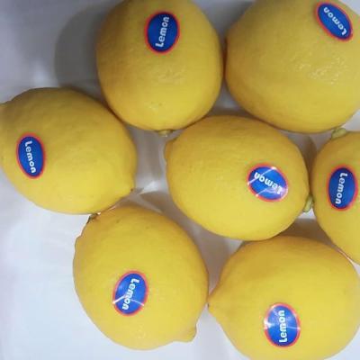 China Fresh lemon fruit price of new fresh lemon fruit for sale