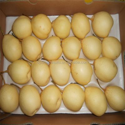 China Newest Fresh Crop Yellow Ya Pear For Sale for sale