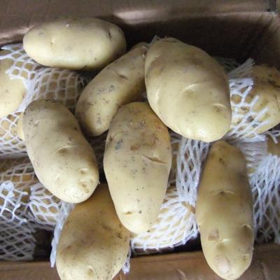 China New Cultivation Holland Potato Plant Potatoes Buyers Fresh Potato Prices for sale