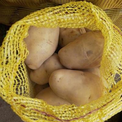 China Fresh fresh potato price and new fresh yellow potatoes on hot sale for sale