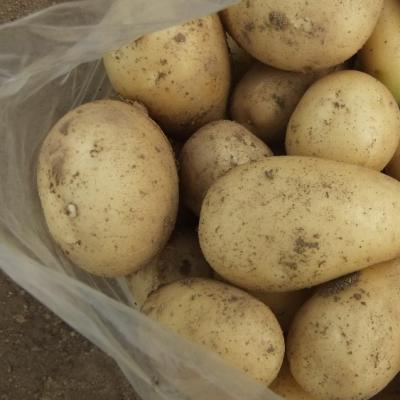 China Plant Potato/Fresh Fresh Holland Potatoes Best Quality From China for sale