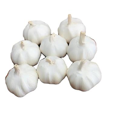 China 2021 Fresh Hot Sales Wholesale Fresh White Garlic Price In China for sale