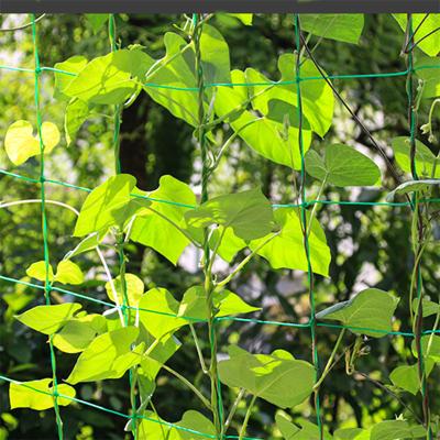 China Special Planting Net Climbing Net High Strength Plant Beans Vine Cucumber Passionfruit Bitter Gourd Net Edible Passionflower Net for sale