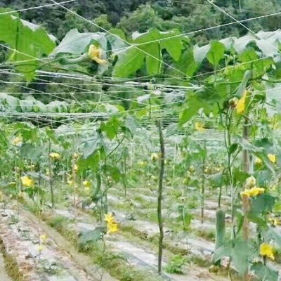 China High Strength Greenhouse Shade Net Agro Cultivating Plastic Net With Agriculture Plant Support Climbing Net One porternwt for sale