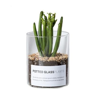 China Glass plant pot Different Sizes Cylinder Glass Cactus Plant Pot for sale