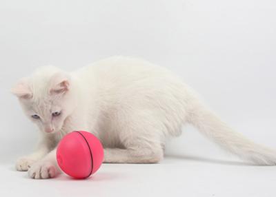 Chine Le chat à piles de jeu de chasseur de shimmy joue la matière plastique avec 3 batteries à vendre