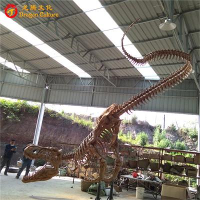 China Outdoor& life size indoor fairground t theme park rex reproductions of fossils and skeleton for sale