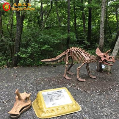 China Outdoor& Indoor Park Customized Large Life Size Triceratops Dinosaur Skeleton Model for sale