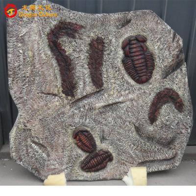 China Outdoor& custom wholesale park indoor museum trilobite fossils for sale for sale