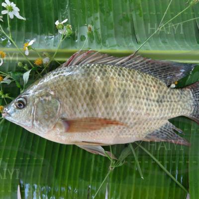 China Whole round 100/200 80%NW of frozen Tilapia FROZEN for sale