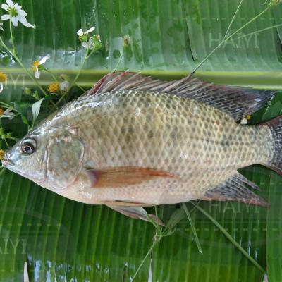 China Whole Round 500/800 80%NW Frozen Tilapia FROZEN for sale