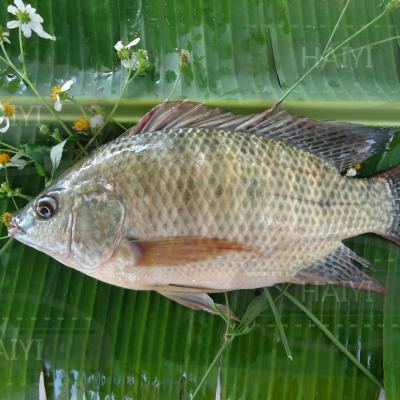 China Whole round 800/1000 85%NW of frozen Tilapia FROZEN for sale