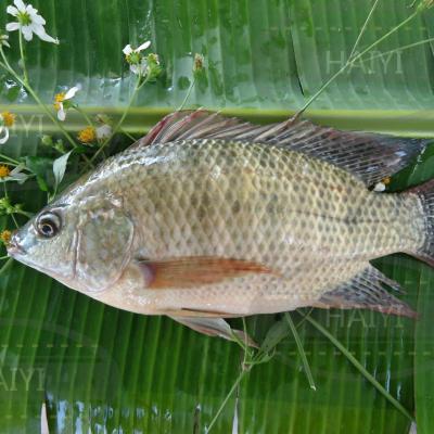 China Whole Round 500/800 90%NW Frozen Tilapia FROZEN for sale