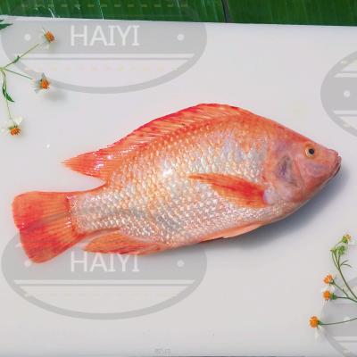 China Whole Round 200/300 80%NW Frozen Red Tilapia FROZEN for sale