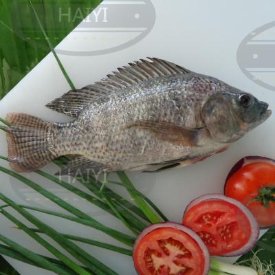 China Frozen Tilapia FROZEN gutted and measured 800/1000 80%NW for sale