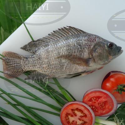 China Frozen Tilapia FROZEN gutted and measured 500/800 85%NW for sale