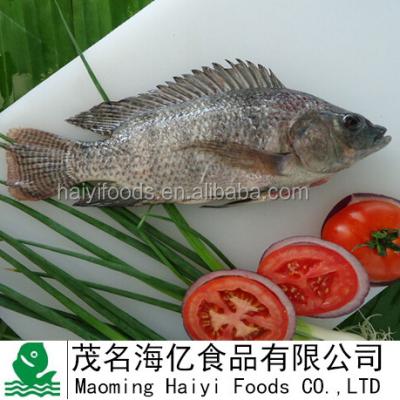 China Frozen Tilapia FROZEN gutted and measured 300/500 90%NW for sale