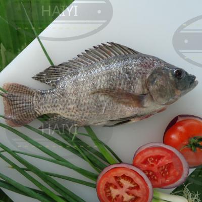 China Frozen Tilapia FROZEN gutted and measured 500/800 90%NW for sale