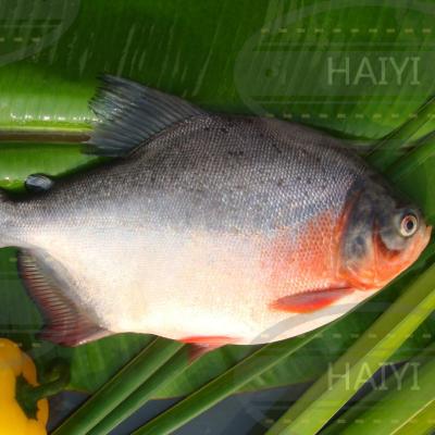 China Whole round 1000UP 80%NW FROZEN red damselfish for sale