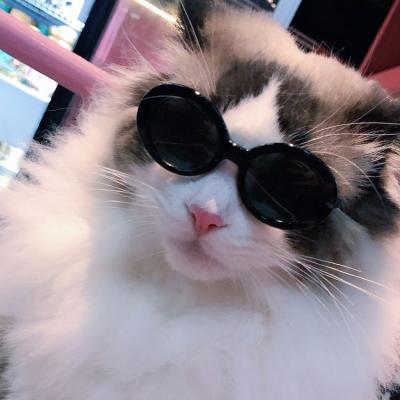 China Pet Sunglasses Pet Cat Sunglasses Folding Plastic Frame Dog Sunglasses Dog Sunglasses for sale