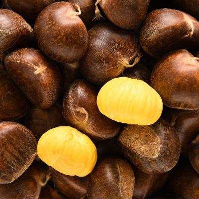 China Chestnut 2021new fresh fresh for sale