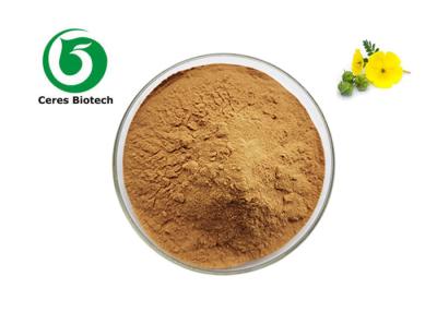 China Reine natürliche Nahrungsergänzungsmittel Saponine 90% Tribulus Terrestris Extrakt Pulver zu verkaufen