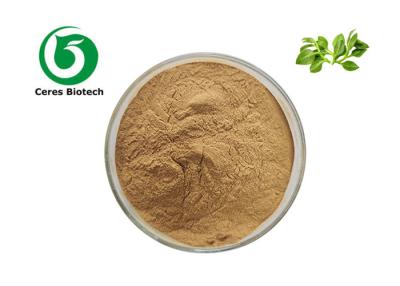 중국 Herbal Extract Powder Andrographis Paniculata Extract Andrographolide 10% 판매용