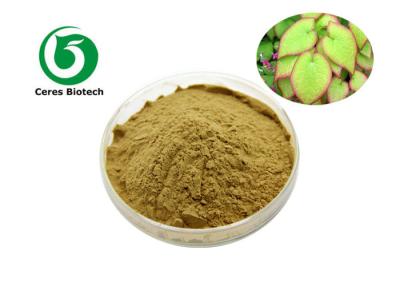 China Pure Natural Epimedium Icariin Herbal Extract Icariin 60% For Enhancing Male Sexuality for sale