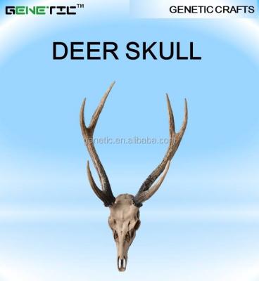 China Europe WHOLESALE CUSTOMIZED VIVID COLOR ANIMAL SKULL DEER SKULL for sale