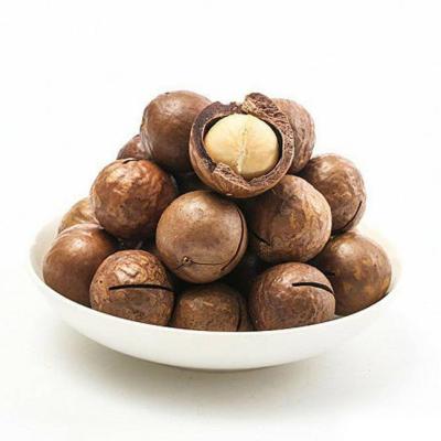 China Best-selling and high-quality Australia hazelnuts dried creamy nuts wholesale for sale