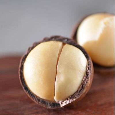 China Dried Australian Hazelnuts at Vietnam Competitive Price Shell for sale