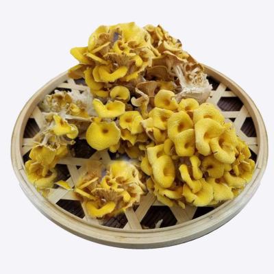 China Dried the dry export trade best-selling yellow mushroom, delicious taste for sale